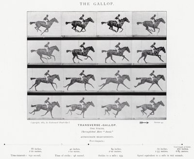 Eadweard Muybridge : Le Galop - Eadweard Muybridge