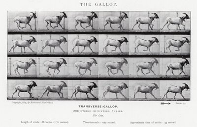 Eadweard Muybridge : Le Galop (photo n/b) - Eadweard Muybridge