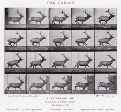 Eadweard Muybridge : Le Galop (photo n/b) - Eadweard Muybridge