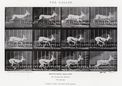 Eadweard Muybridge : Le Galop (photo n/b) - Eadweard Muybridge