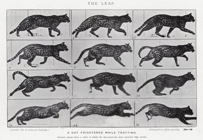 Eadweard Muybridge : Le Saut - Eadweard Muybridge