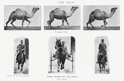 Le Rack - Eadweard Muybridge