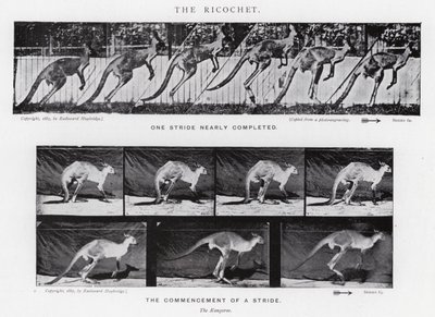 Eadweard Muybridge : Le Ricochet - Eadweard Muybridge