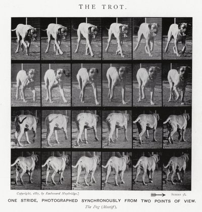 Eadweard Muybridge : Le Trot - Eadweard Muybridge