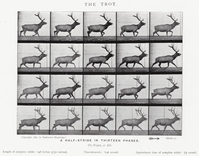 Le Trot - Eadweard Muybridge