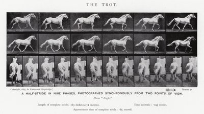 Eadweard Muybridge : Le Trot (photo n/b) - Eadweard Muybridge