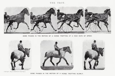 Eadweard Muybridge : Le Trot (photo n/b) - Eadweard Muybridge
