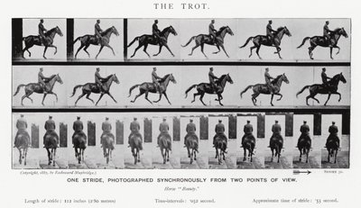 Eadweard Muybridge : Le Trot (photo n/b) - Eadweard Muybridge