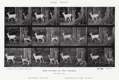 Eadweard Muybridge : Le Trot (photo n/b) - Eadweard Muybridge