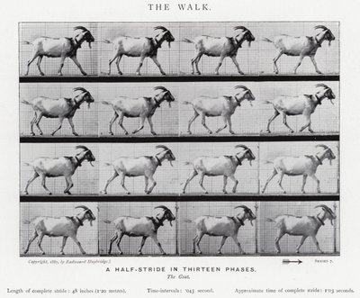 Eadweard Muybridge : La Marche - Eadweard Muybridge