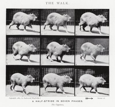 Eadweard Muybridge : La Marche - Eadweard Muybridge