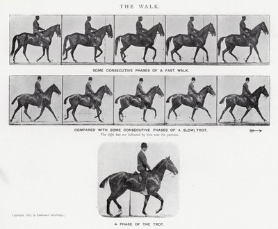Eadweard Muybridge : La Marche - Eadweard Muybridge