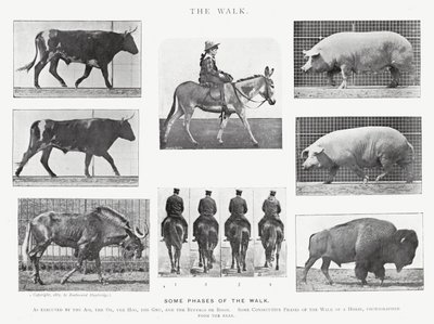 Eadweard Muybridge : La Marche - Eadweard Muybridge