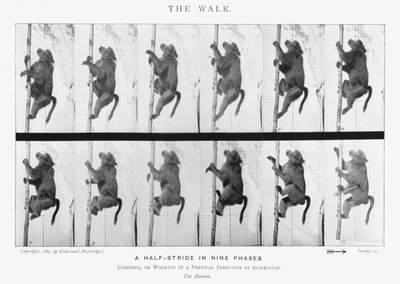 Eadweard Muybridge : La Marche - Eadweard Muybridge
