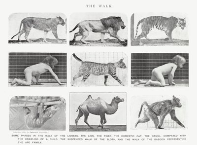 Eadweard Muybridge : La Marche - Eadweard Muybridge