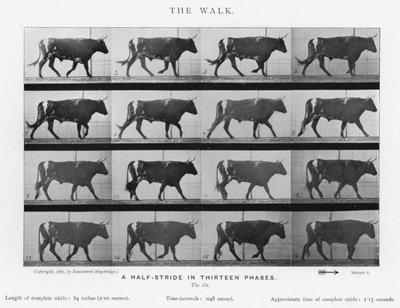 Eadweard Muybridge : La Marche (photo n/b) - Eadweard Muybridge