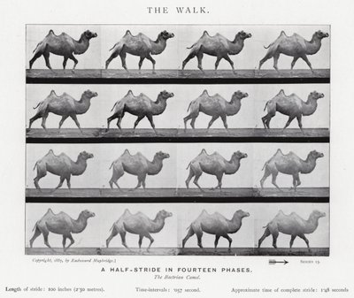 Eadweard Muybridge : La Marche (photo n/b) - Eadweard Muybridge