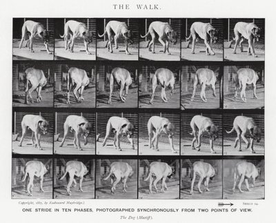 Eadweard Muybridge : La Marche (photo n/b) - Eadweard Muybridge