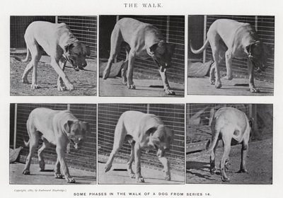 La Marche - Eadweard Muybridge