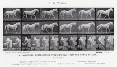 Eadweard Muybridge : La Marche (photo n/b) - Eadweard Muybridge