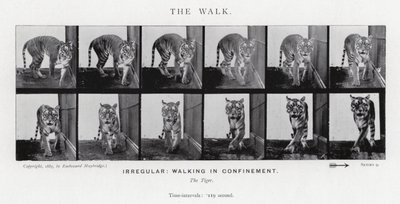 Eadweard Muybridge : La Marche (photo n/b) - Eadweard Muybridge