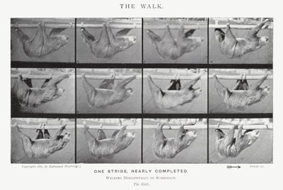 Eadweard Muybridge : La Marche (photo n/b) - Eadweard Muybridge
