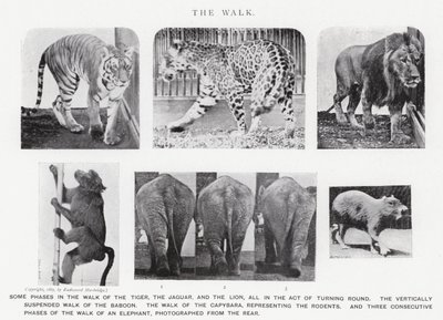 Eadweard Muybridge : La Marche (photo n/b) - Eadweard Muybridge