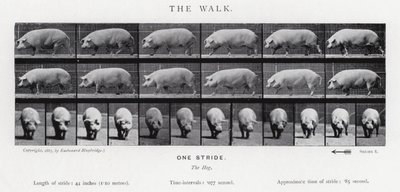 La Marche - Eadweard Muybridge