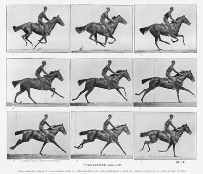 Eadweard Muybridge : Galop Transversal - Eadweard Muybridge