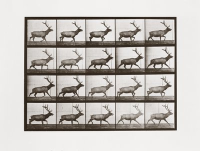 Élan, Planche 692 de Animal Locomotion, 1887 - Eadweard Muybridge