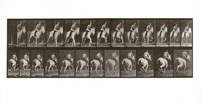 Cheval au galop avec cavalier, Planche 635 de Animal Locomotion, 1887 - Eadweard Muybridge