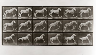 Cheval sur des bascules et cheval roulant un tonneau, Planche 649 de Animal Locomotion, 1887 - Eadweard Muybridge