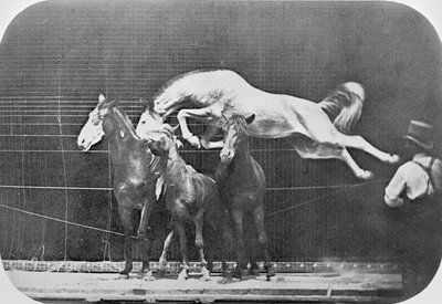 Sauter par-dessus trois chevaux... cheval alezan Hornet, de 