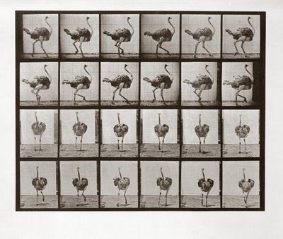 Autruche courant, Planche 772 de Animal Locomotion, 1887 - Eadweard Muybridge