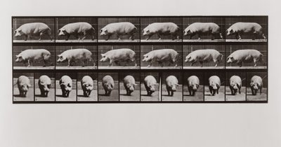Cochon marchant, Planche 673 de Animal Locomotion, 1887 - Eadweard Muybridge