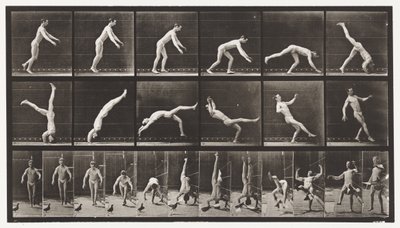 Planche 365. Tête de ressort, un pigeon volant interférant - Eadweard Muybridge