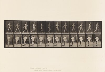 Planche 389. Fermier, semant des graines, 1872-1885 - Eadweard Muybridge