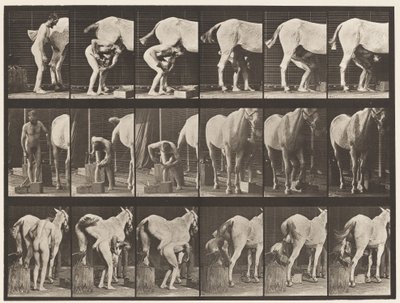Plaque 509. Ferrer un cheval - Eadweard Muybridge