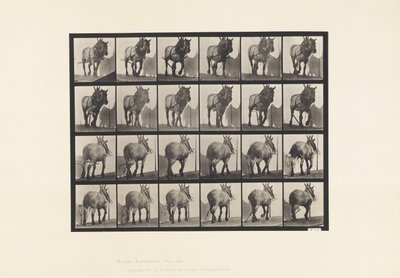 Planche 564. Traction; Chaîne de Bûche Cassée; Cheval Belge Gris-Foncé Dusel - Eadweard Muybridge