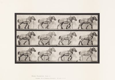 Planche 565. Traction; Cheval Belge Gris-Foncé Dusel - Eadweard Muybridge