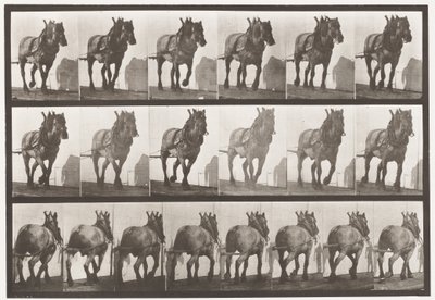 Traction; Cheval belge gris foncé Dusel, 1885 - Eadweard Muybridge