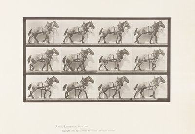 Traction; Cheval belge gris foncé Billy - Eadweard Muybridge