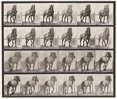 Planche 568. Traction; Cheval Belge Gris Foncé Billy - Eadweard Muybridge
