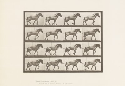 Traction; Cheval belge gris foncé Hansel, 1885 - Eadweard Muybridge