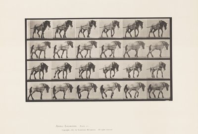 Planche 570. Tirer; Cheval belge gris foncé Hansel - Eadweard Muybridge