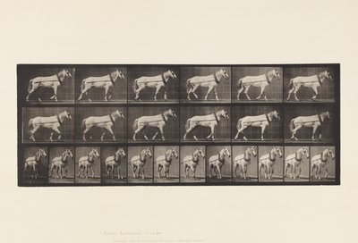 Planche 571. Tirer; Jument gris clair Johnson - Eadweard Muybridge