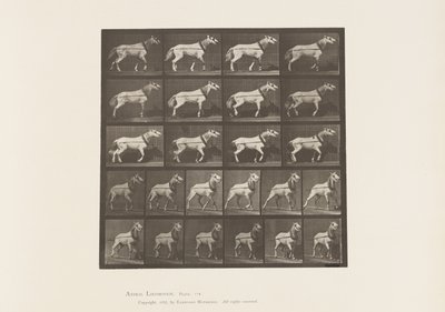 Traction; Tête tirée; Jument gris clair - Eadweard Muybridge