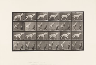 Traction; Homme tirant la tête; Jument gris clair - Eadweard Muybridge