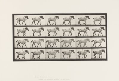 Planche 574. Marche ; Libre ; Cheval belge gris foncé Hansel, 1885 - Eadweard Muybridge