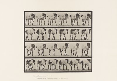 Planche 575. Marcher; Libre; Cheval belge gris foncé Hansel - Eadweard Muybridge